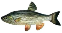 Domolykó