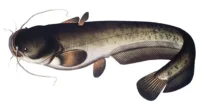 Harcsa