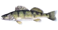 Kősüllő