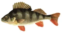 Sügér