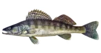 Süllő
